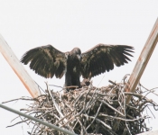 2016 06 11 WildLife MPLS 021